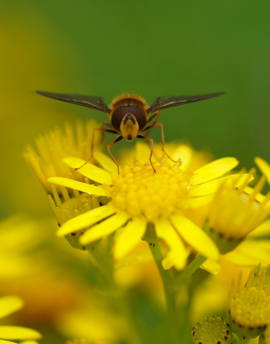 Peggy Edwards: Ragwort Hoverfly Senecio-jacobaea Gillies Hill