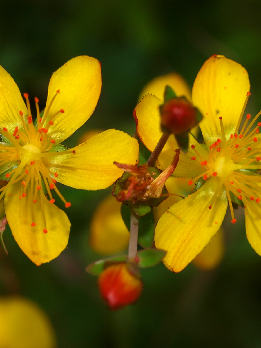 Peggy Edwards: Slender St.-Johns-Wort Hypericum pulchrum