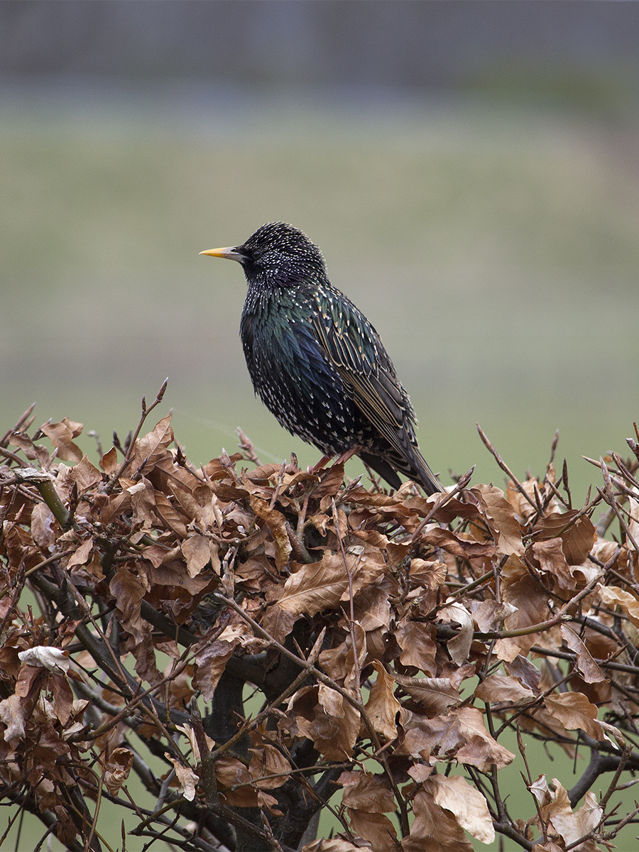 Peggy Edwards: Starling Sturnus-vulgaris Cambusbarron