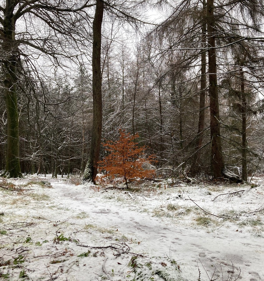 Sandra Eady: The Litte Beech tree