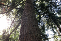 Sandra Stevenson: Lockdown woods Gillies Hill