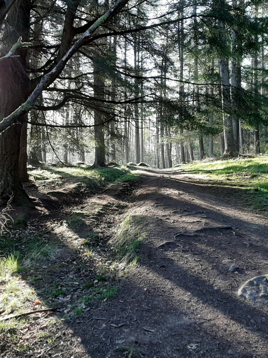 RMH: Spring Sunshine in Trees of Gillies Hill