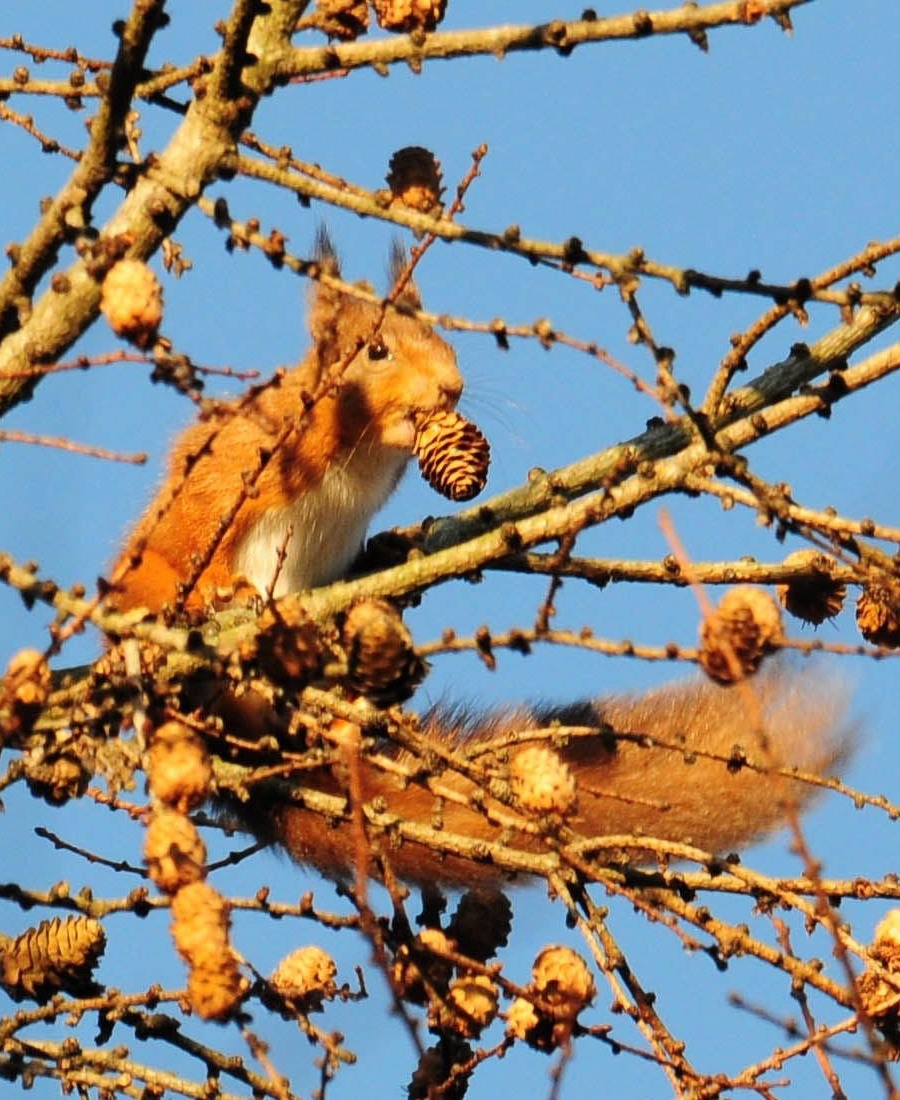 Stewart Marshall: red squirrel