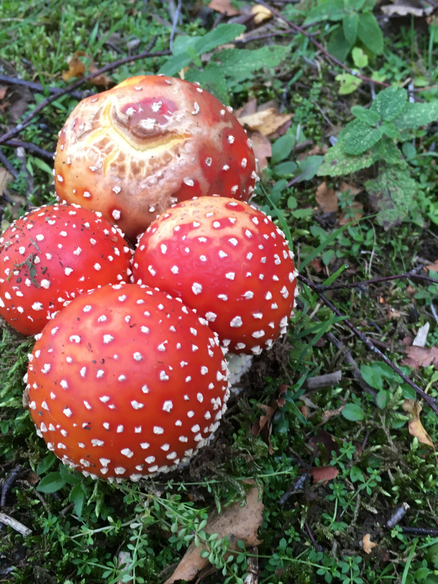 Susan Ross: Bright fungus
