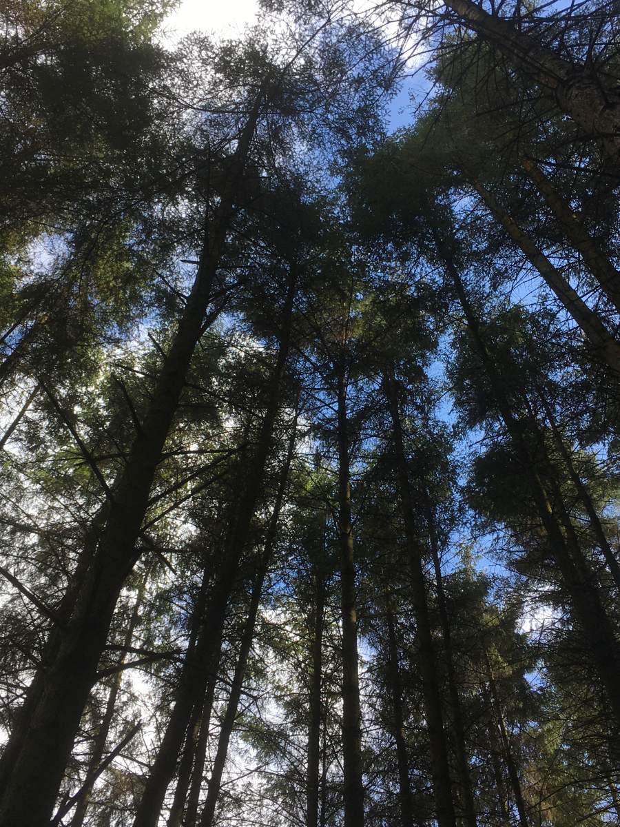 Susan Ross: Scots Pine