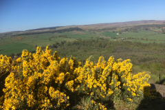 Susan Ross: Views of broom from Gillies Hill