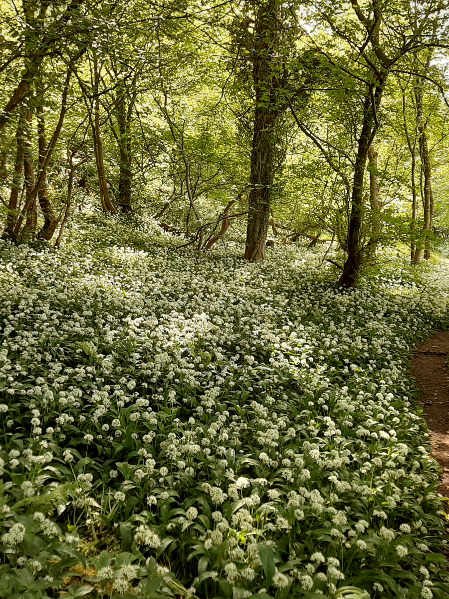 RMH: Wild Garlic along Limekilns Path at Hollandbush