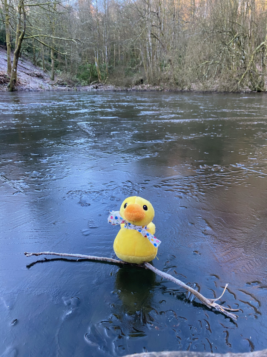 Eilidh Cuthill: Duckie on the pond
