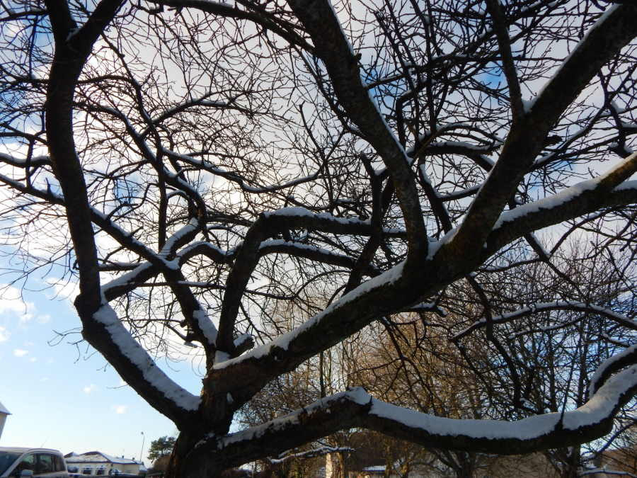 Sophie Coyle: A beautiful snowy tree in the park