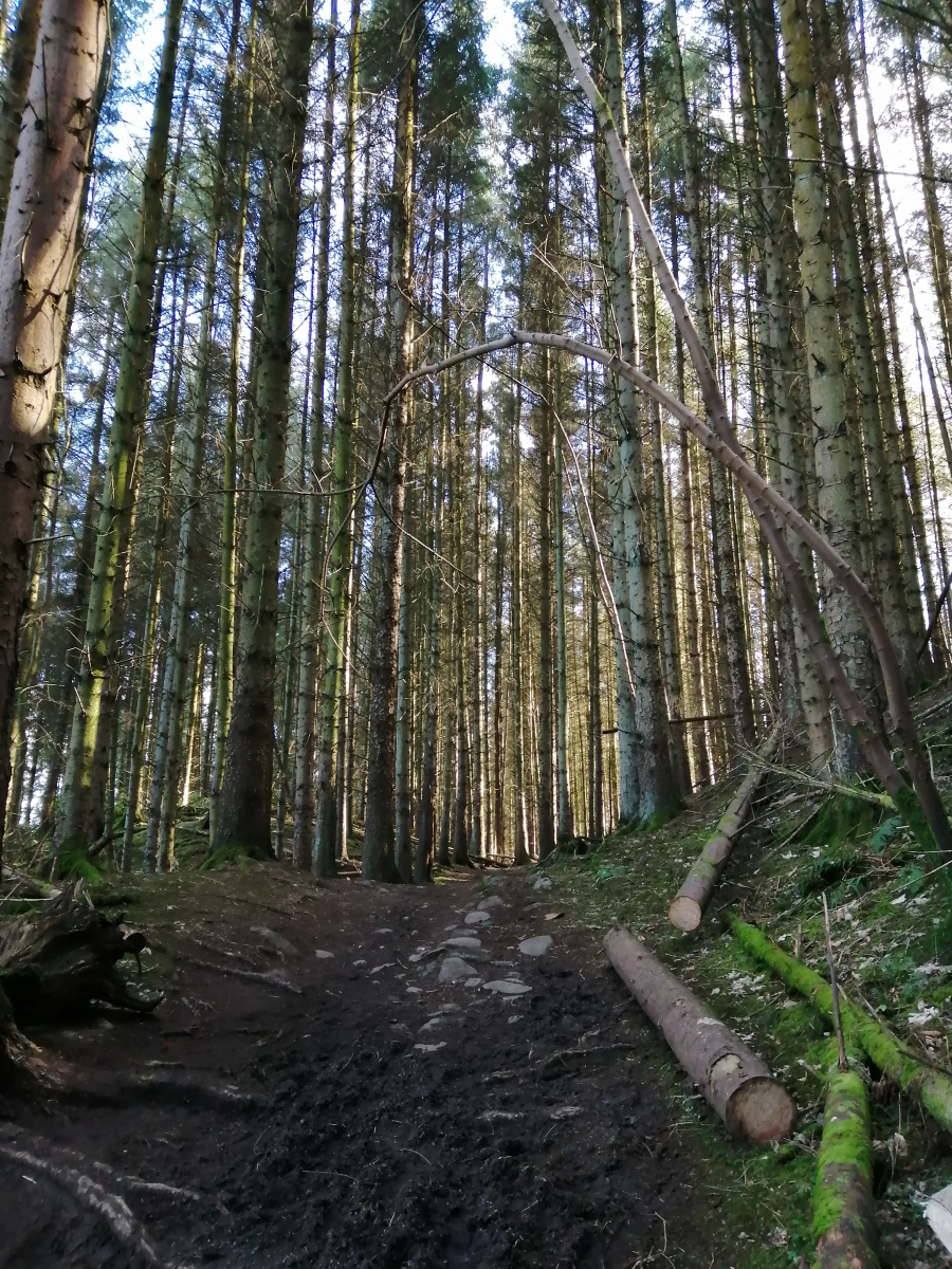 Elise Cowan: Dark woods Gillies Hill