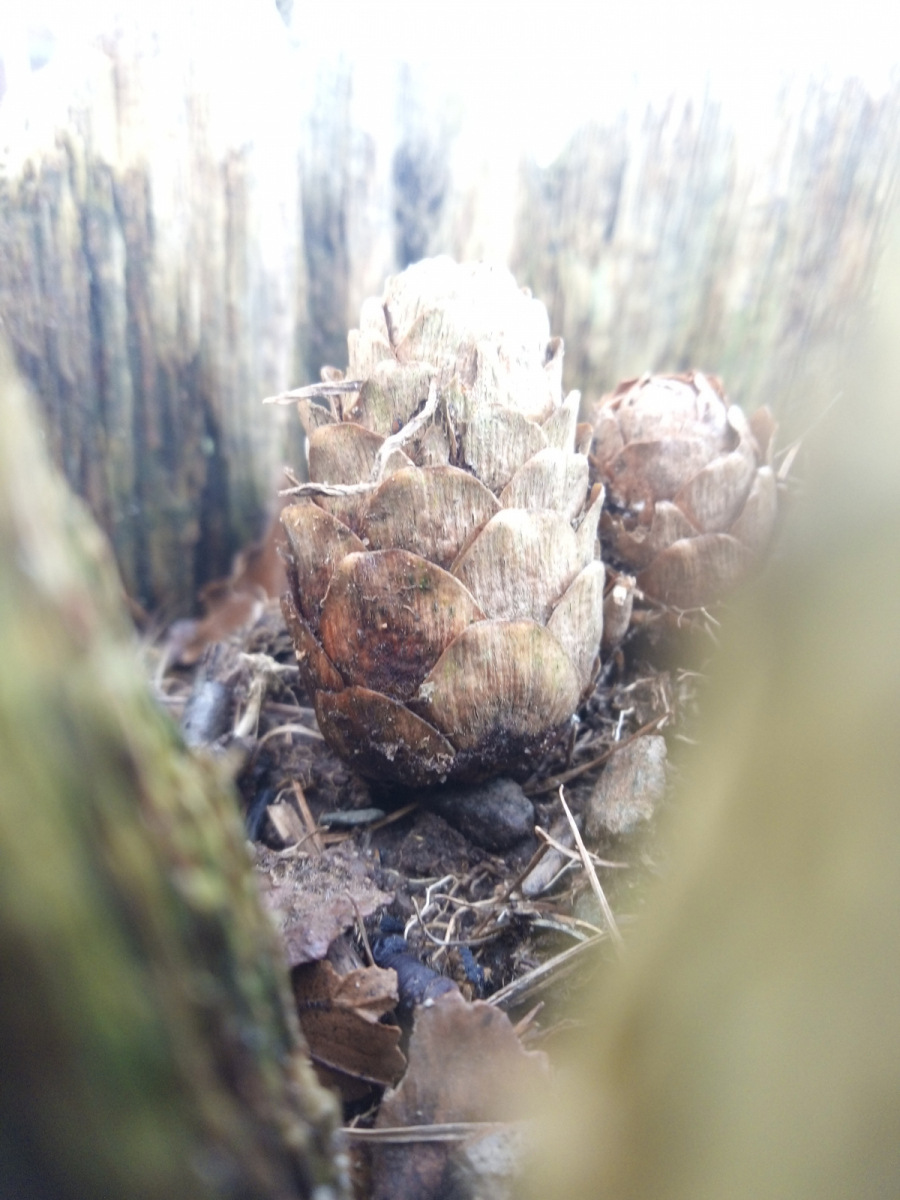 Elodie: A pine cone is to represent the school as there is always pine cones everywhere