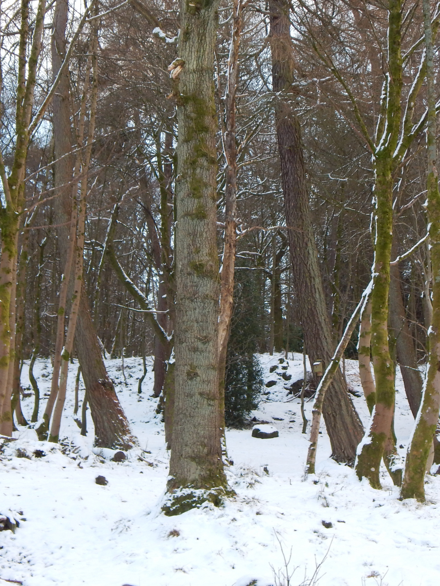 Eva Coyle Allan: The trees because I love the nature in Cambusbarron