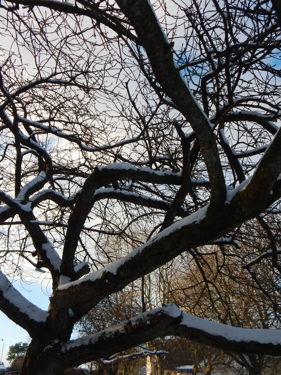 Sophie Coyle: A beautiful snowy tree in the park