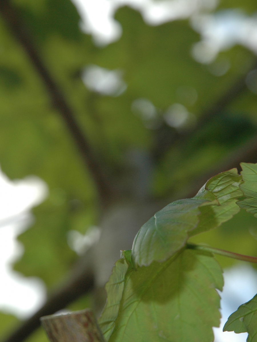 Wendy Norman: Leaf detail