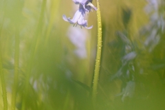 Bluebells-R.Trevis-Smith
