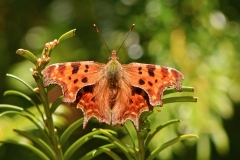 Comma-R.Trevis-Smith