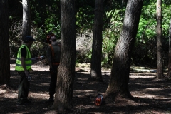 Crooked-tree-for-felling