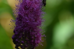 Flower-2