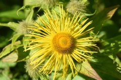 Flower1