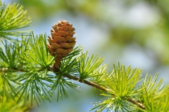 Larch-R.-Trevis-Smith