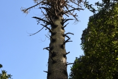Monkey-Puzzle-deceased