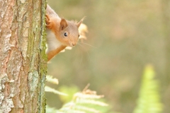 Red-Squirrel-1-R.-Trevis-Smith