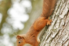 Red-Squirrel-2-R.-Trevis-Smith