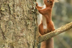 Red-Squirrel-3-R.-Trevis-Smith