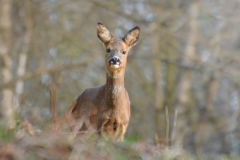 Roe-Deer-R.Trevis-Smith