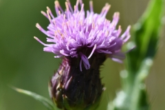 Thistle