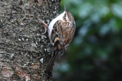 Tree-creeper