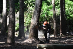Tree-felling