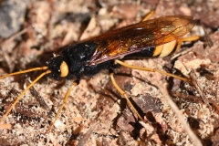 Wood-wasp