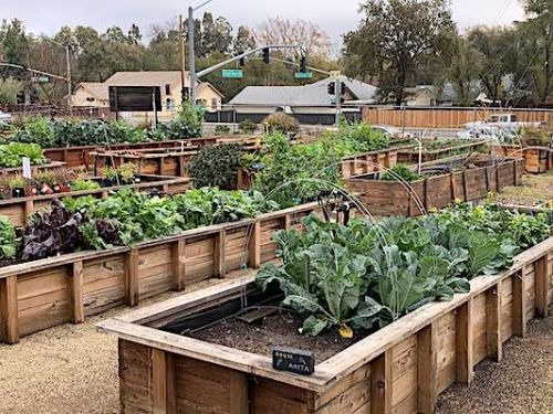 Community-Garden1