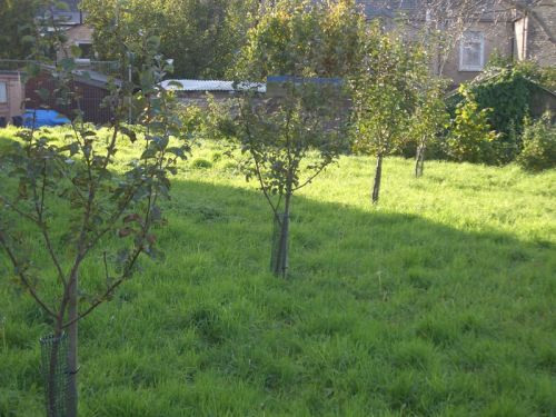 community-orchard