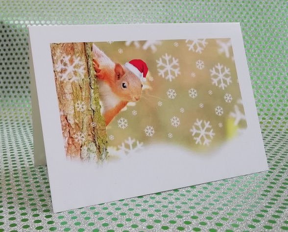 Squirrel Christmas Cards